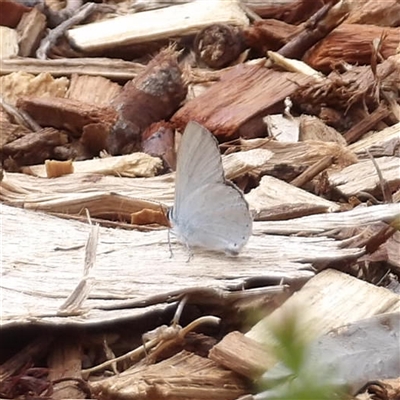 Candalides heathi (Rayed Blue) at Mount Annan, NSW - 3 Oct 2024 by MatthewFrawley