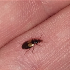 Sarothrocrepis civica (An arboreal 'ground' beetle) at Bungendore, NSW - 3 Oct 2024 by clarehoneydove