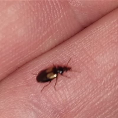 Sarothrocrepis civica (An arboreal 'ground' beetle) at Bungendore, NSW - 3 Oct 2024 by clarehoneydove