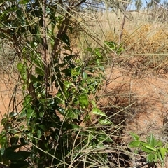 Tinospora smilacina at Lake Mackay, NT - 27 Aug 2024 12:43 PM