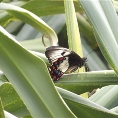 Papilio aegeus at Mount Annan, NSW - 3 Oct 2024 by MatthewFrawley