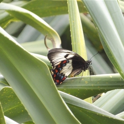 Papilio aegeus (Orchard Swallowtail, Large Citrus Butterfly) at Mount Annan, NSW - 3 Oct 2024 by MatthewFrawley