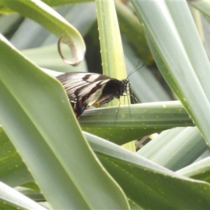 Papilio aegeus at Mount Annan, NSW - 3 Oct 2024