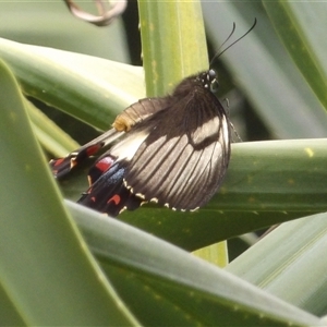 Papilio aegeus at Mount Annan, NSW - 3 Oct 2024 11:24 AM