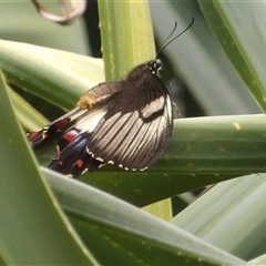 Papilio aegeus at Mount Annan, NSW - 3 Oct 2024 11:24 AM