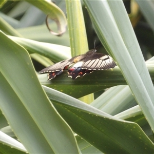 Papilio aegeus at Mount Annan, NSW - 3 Oct 2024