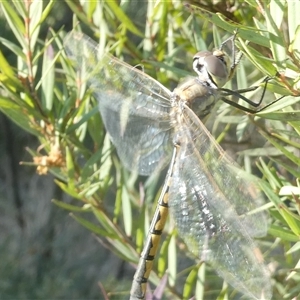 Hemicordulia tau at Belconnen, ACT - 3 Oct 2024 04:25 PM