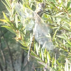 Hemicordulia tau at Belconnen, ACT - 3 Oct 2024