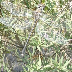 Hemicordulia tau at Belconnen, ACT - 3 Oct 2024