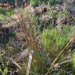 Juncus usitatus (Common Rush) at Belconnen, ACT - 5 Oct 2024 by JohnGiacon