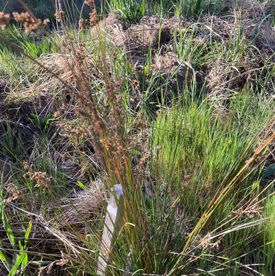 Juncus usitatus (Common Rush) at Belconnen, ACT - 5 Oct 2024 by JohnGiacon