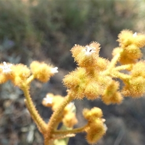 Dicrastylis (Genus) at Lake Mackay, NT - 27 Aug 2024 12:46 PM