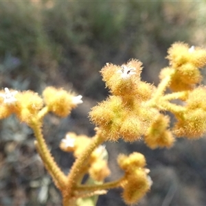 Unidentified Other Shrub at Lake Mackay, NT by Paul4K