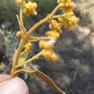 Dicrastylis (Genus) at Lake Mackay, NT - 27 Aug 2024 12:46 PM