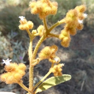 Dicrastylis (Genus) at Lake Mackay, NT - 27 Aug 2024 12:46 PM