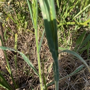 Avena sp. at Belconnen, ACT - 3 Oct 2024 04:12 PM