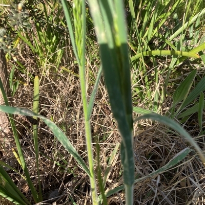 Avena (genus) (Wild Oats) at Belconnen, ACT - 3 Oct 2024 by JohnGiacon