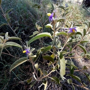 Solanum centrale at Lake Mackay, NT - 27 Aug 2024 01:05 PM