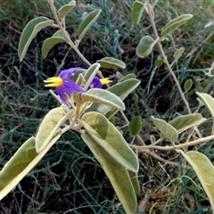 Solanum centrale at Lake Mackay, NT - 27 Aug 2024 01:05 PM