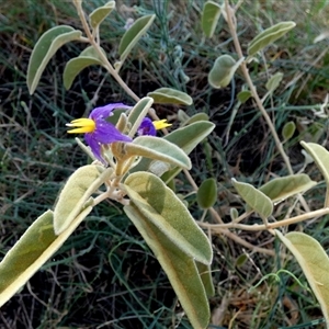 Solanum centrale at Lake Mackay, NT - 27 Aug 2024 01:05 PM