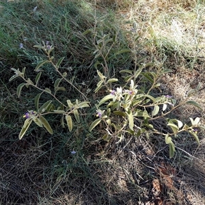 Solanum centrale at Lake Mackay, NT - 27 Aug 2024 01:05 PM