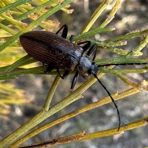 Homotrysis cisteloides at Ainslie, ACT - 3 Oct 2024