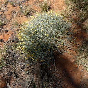 Unidentified Daisy at Lake Mackay, NT by Paul4K