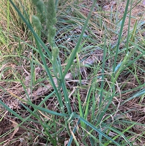 Dactylis glomerata at Belconnen, ACT - 3 Oct 2024