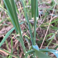 Dactylis glomerata at Belconnen, ACT - 3 Oct 2024