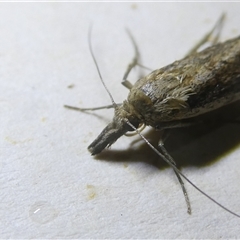 Faveria tritalis (Couchgrass Webworm) at Belconnen, ACT - 3 Oct 2024 by JohnGiacon