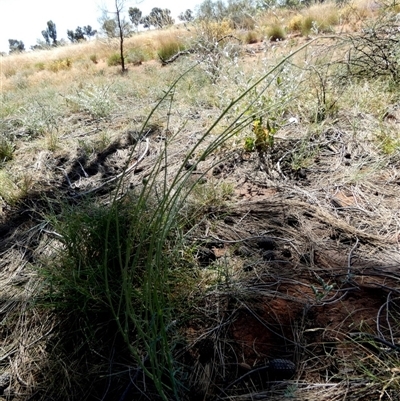 Unidentified Other Shrub at Gibson Desert North, WA - 27 Aug 2024 by Paul4K