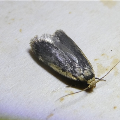 Hoplostega ochroma (a Eulechria Group moth) at Belconnen, ACT - 3 Oct 2024 by JohnGiacon