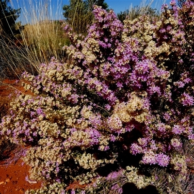 Calytrix exstipulata at Gibson Desert North, WA - 27 Aug 2024 by Paul4K