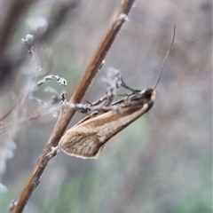 Philobota ellenella (a Concealer Moth) at Bungendore, NSW - 3 Oct 2024 by clarehoneydove