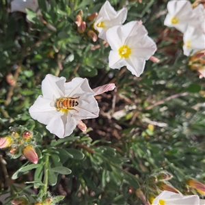 Apis mellifera at Downer, ACT - 3 Oct 2024