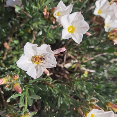 Apis mellifera (European honey bee) at Downer, ACT - 3 Oct 2024 by abread111