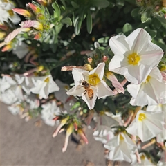 Apis mellifera at Downer, ACT - 3 Oct 2024