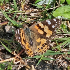 Vanessa kershawi (Australian Painted Lady) at Mount Annan, NSW - 3 Oct 2024 by MatthewFrawley