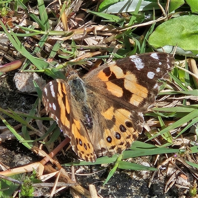 Vanessa kershawi (Australian Painted Lady) at Mount Annan, NSW - 3 Oct 2024 by MatthewFrawley