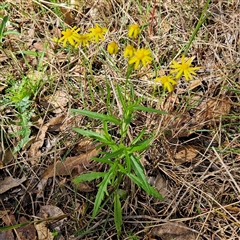 Senecio madagascariensis (Madagascan Fireweed, Fireweed) at Mount Annan, NSW - 3 Oct 2024 by MatthewFrawley