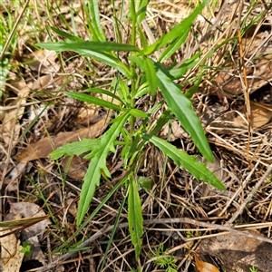 Senecio madagascariensis at Mount Annan, NSW - 3 Oct 2024 08:54 AM