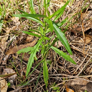 Senecio madagascariensis at Mount Annan, NSW - 3 Oct 2024 08:54 AM