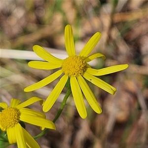 Senecio madagascariensis at Mount Annan, NSW - 3 Oct 2024 08:54 AM