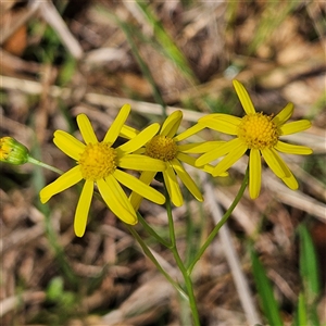 Senecio madagascariensis at Mount Annan, NSW - 3 Oct 2024 08:54 AM