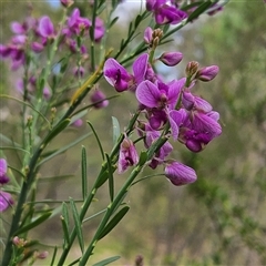 Polygala virgata at Mount Annan, NSW - 3 Oct 2024 by MatthewFrawley