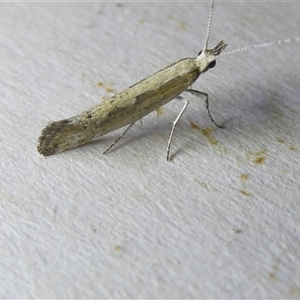 Plutella xylostella at Belconnen, ACT - 3 Oct 2024 08:19 PM