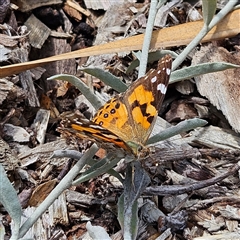 Vanessa kershawi (Australian Painted Lady) at Mount Annan, NSW - 3 Oct 2024 by MatthewFrawley