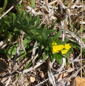 Amsinckia calycina at Bredbo, NSW - 3 Oct 2024