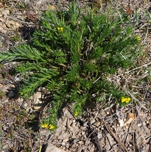 Amsinckia calycina at Bredbo, NSW - 3 Oct 2024