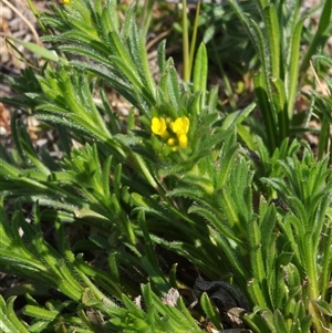 Amsinckia calycina at Bredbo, NSW - 3 Oct 2024